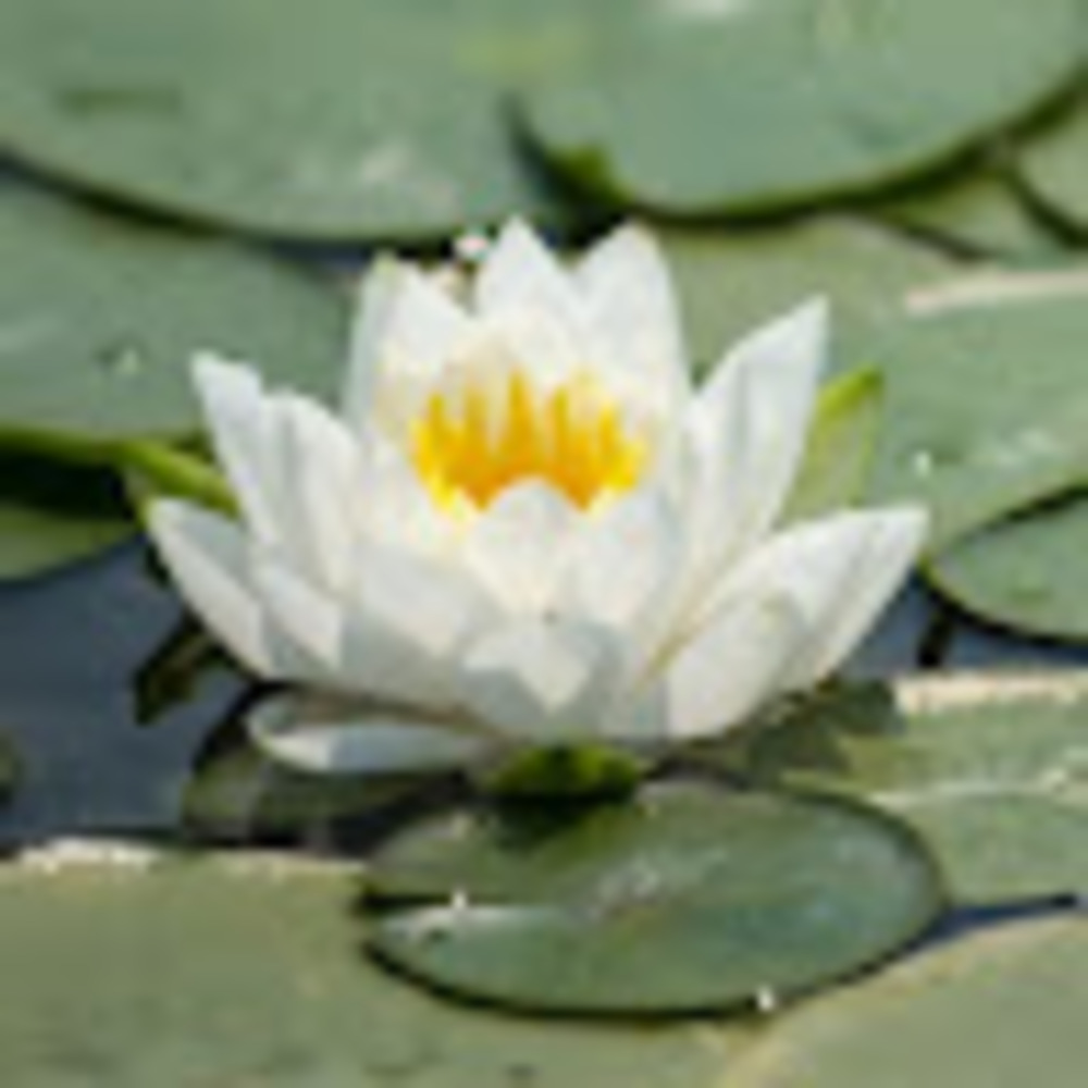 Meet your Posher, Retro